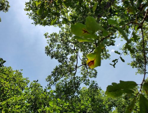 First Oak Wilt Positive Lacey Oak Identified by Arborist Kerrville TX