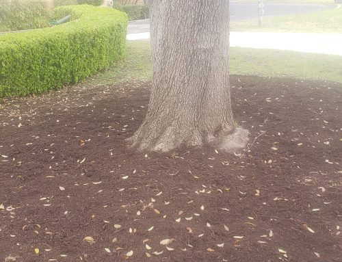 How Does Aerating the Soil Benefit Trees?