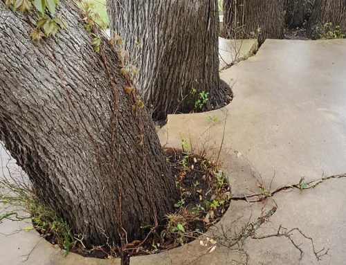 When Do You Need to Aerate Tree Roots
