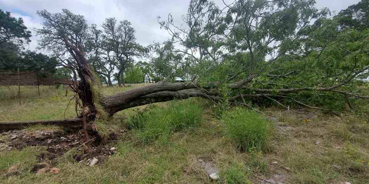 signs of tree root damage