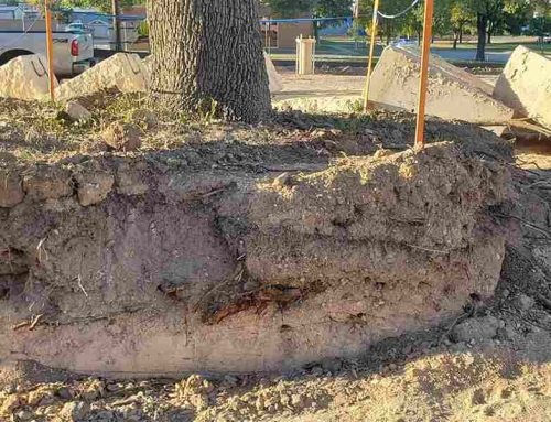 How to Stop Tree Root Sprouts Using 4 Methods