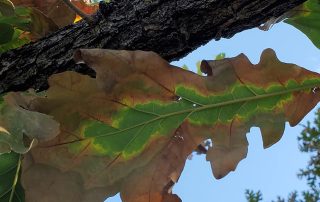 leaf scar