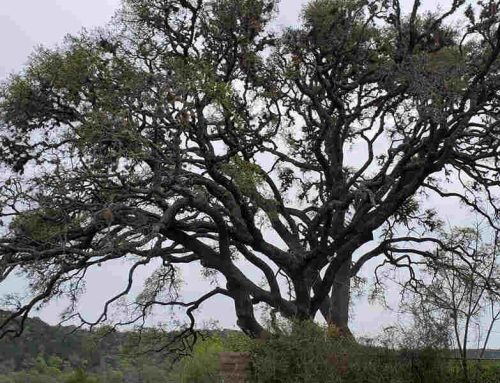 Will Pruning a Tree in the Summer Kill It? Guide for Fredericksburg, TX, Residents