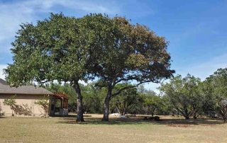 seasonal tree care tips