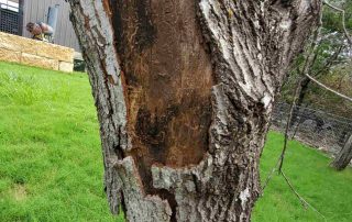 what insects eat oak trees