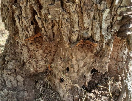 Common Tree Diseases and How to Spot Them in Harper, TX