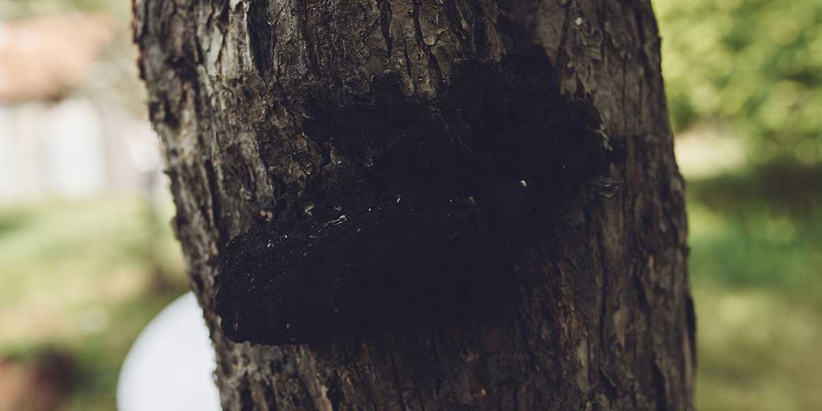 how does hypoxylon canker spread