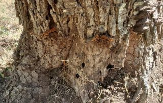 how to tell if tree is rotten inside