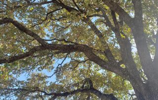 tree leaves turning yellow