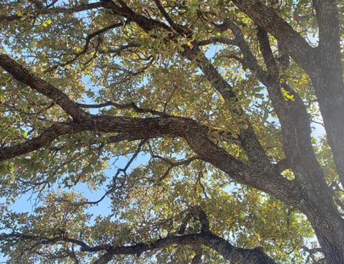 Common Reasons Tree Leaves Turn Yellow in Boerne, TX