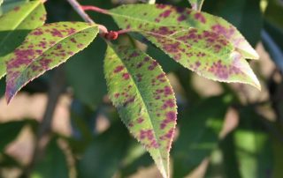Arborist inspecting a tree with visible signs of disease, including discolored leaves, dead branches, and fungal growth | Common Tree Diseases
