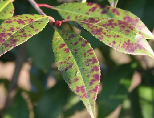 Five Common Tree Diseases and How To Prevent Them