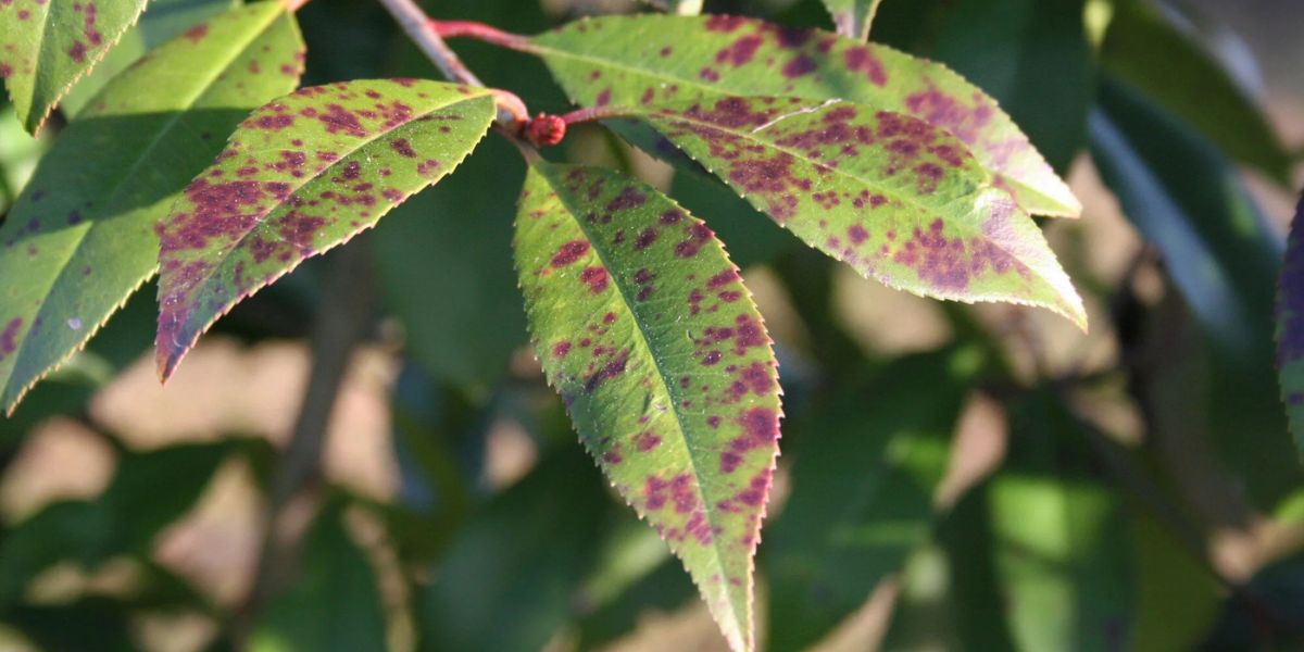 Arborist inspecting a tree with visible signs of disease, including discolored leaves, dead branches, and fungal growth | Common Tree Diseases