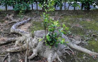Arborist inspecting exposed tree roots after root pruning to evaluate tree health and structural stability | Will Cutting Roots Kill a Tree?