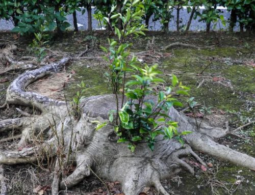 Does Cutting Tree Roots Kill a Tree in Boerne, TX?