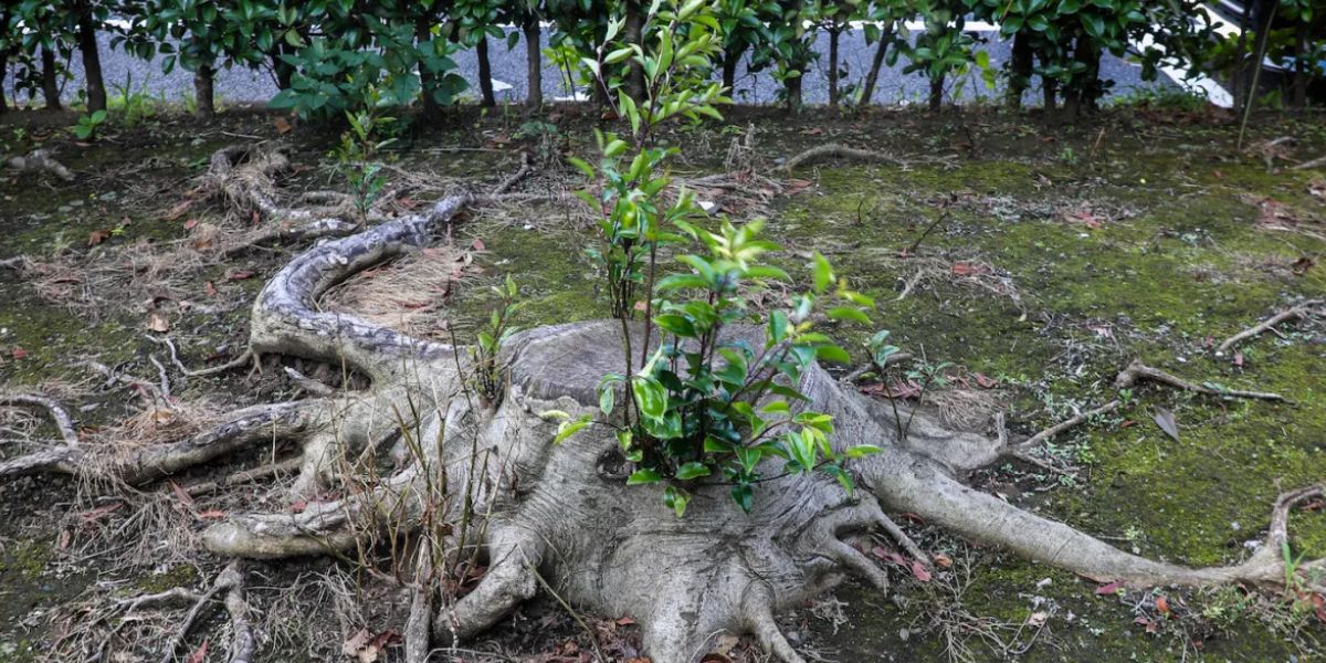 Arborist inspecting exposed tree roots after root pruning to evaluate tree health and structural stability | Will Cutting Roots Kill a Tree?